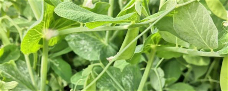 荷兰豆的种植与管理技术要点