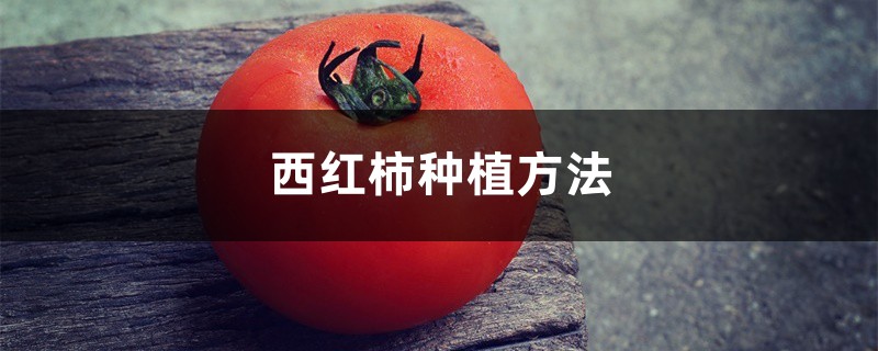 西红柿种植方法