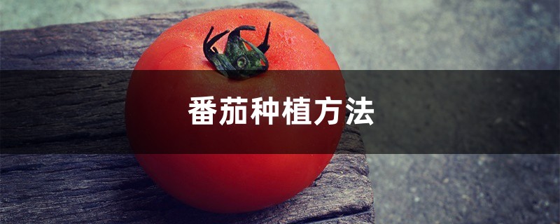 番茄种植方法