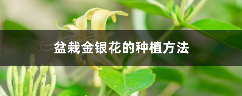 盆栽金银花的种植方法