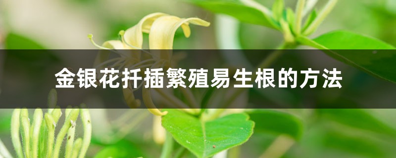 金银花扦插繁殖易生根的方法