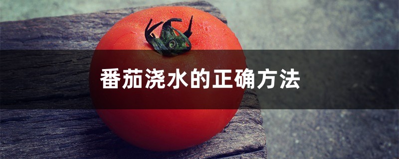番茄浇水的正确方法