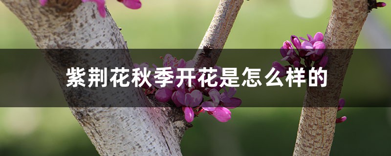 紫荆花秋季开花是怎么样的