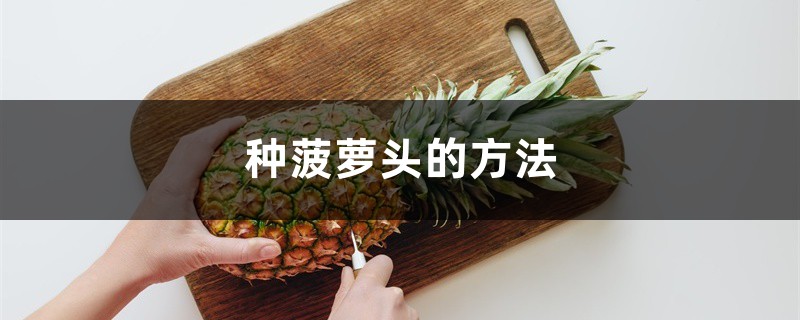 种菠萝头的方法