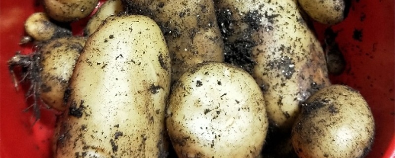 种土豆的方法