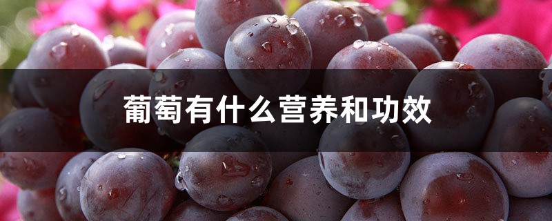 葡萄有什么营养和功效