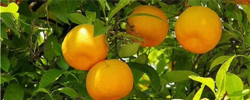 橘子里面的白色东西能吃吗