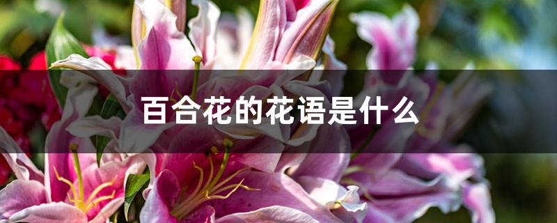 百合花的花语是什么
