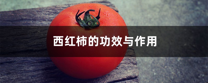 西红柿的功效与作用