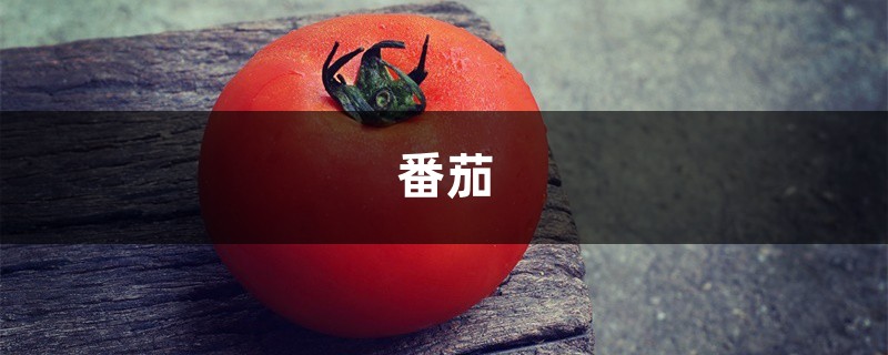 买回家的“西红柿”真难吃！妈妈教了我“3招”