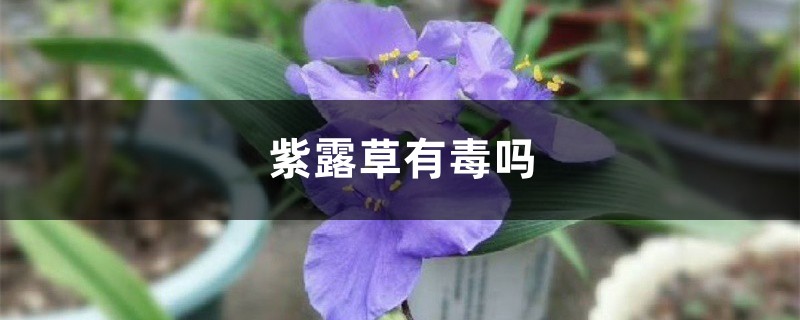 紫露草有毒吗