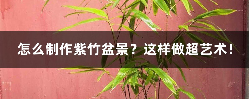 怎么制作紫竹盆景
