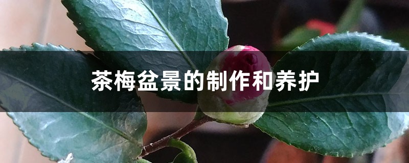 茶梅盆景的制作和养护 – 花百科