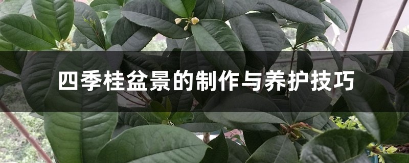 四季桂盆景的制作与养护方法