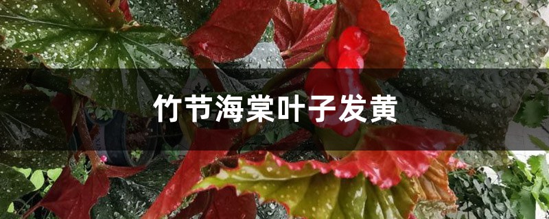 竹节海棠黄叶的原因和处理办法