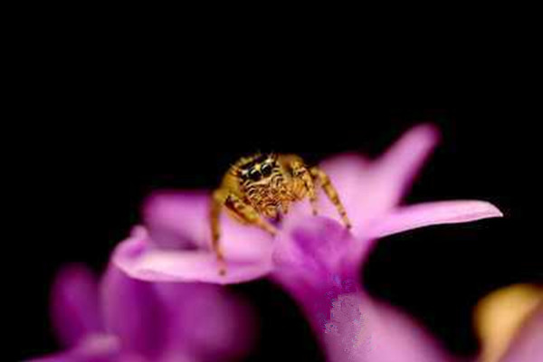 紫娇花常见虫害及防治方法 – 花百科