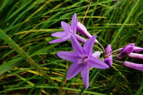 紫娇花常见病害及防治方法 – 花百科