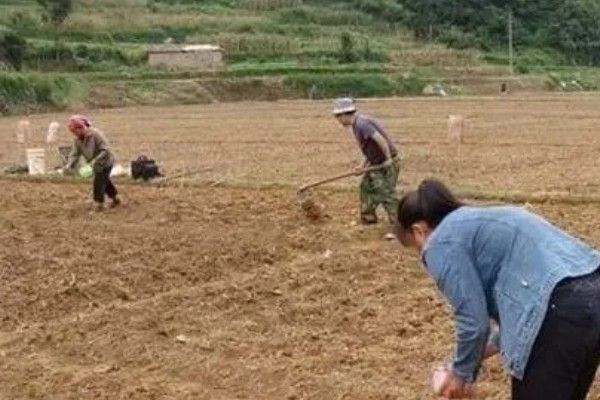 芹菜的生长过程，分为发芽期、幼苗期等4个时期