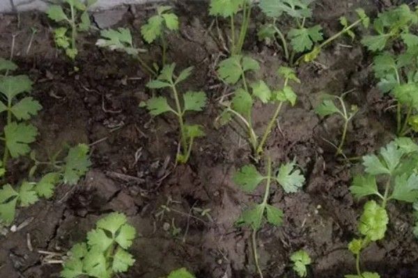 芹菜的生长过程，分为发芽期、幼苗期等4个时期