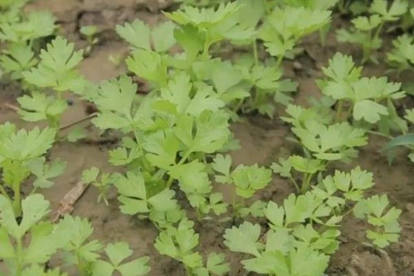 芹菜的生长过程，分为发芽期、幼苗期等4个时期