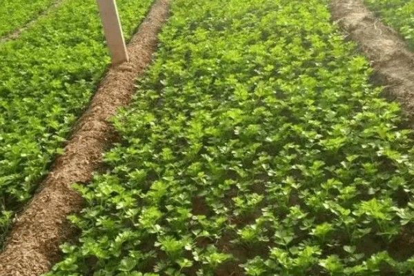 芹菜的生长过程，分为发芽期、幼苗期等4个时期