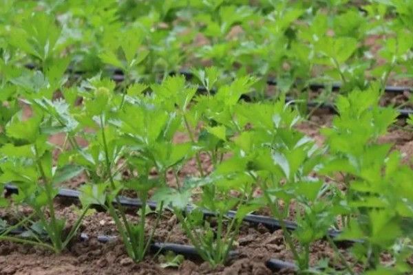 芹菜的生长过程，分为发芽期、幼苗期等4个时期