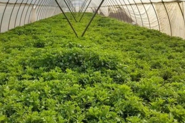 芹菜的生长过程，分为发芽期、幼苗期等4个时期