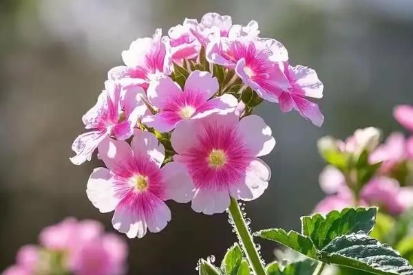 美女樱冬天会开花吗，冬天不可开花
