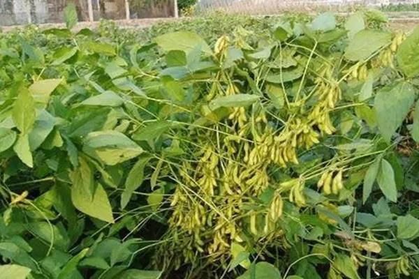 中早熟大豆品种：九科豆006大豆简介