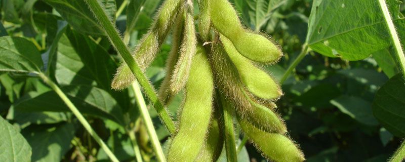 中早熟大豆品种：九科豆006大豆简介