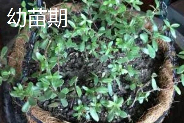 半枝莲的养殖方法