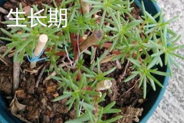 半枝莲的养殖方法