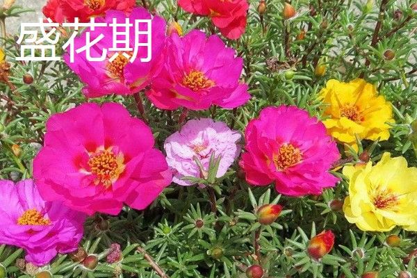 半枝莲的养殖方法