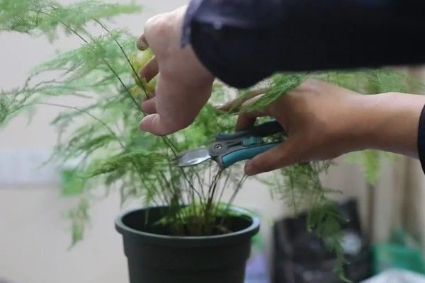 文竹发黄怎么处理