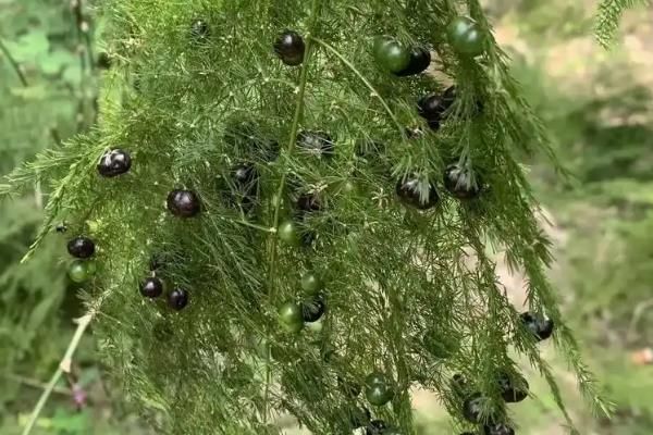 云竹怎样种植