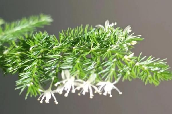 云竹怎样种植