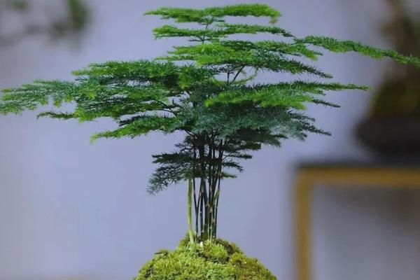 云竹怎样种植