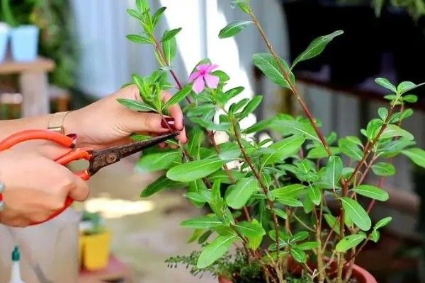 长春花长太高如何修剪