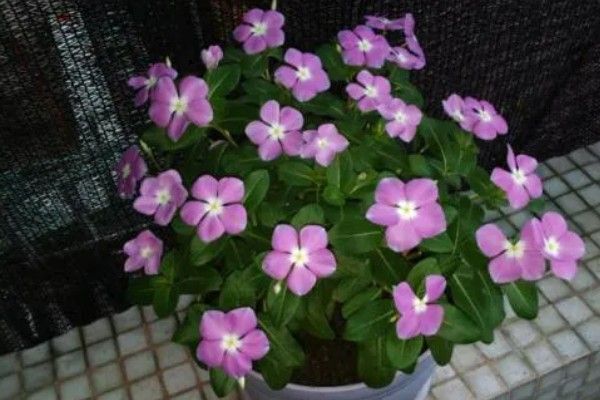 长春花长太高如何修剪
