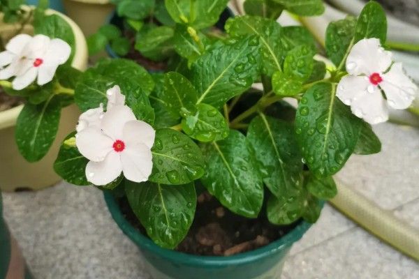 长春花长太高如何修剪