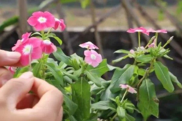 长春花长太高如何修剪