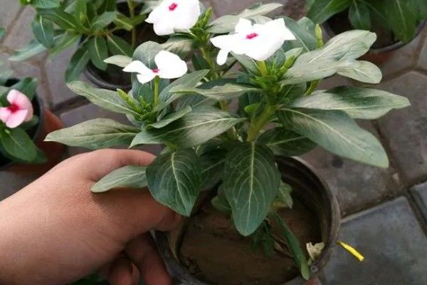 长春花长太高如何修剪