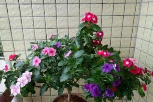 长春花长太高如何修剪