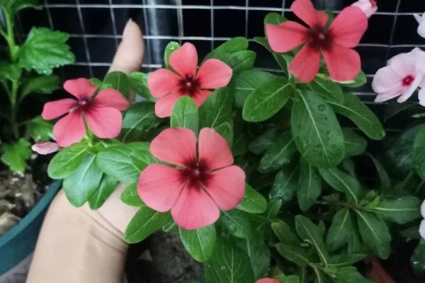 长春花长太高如何修剪
